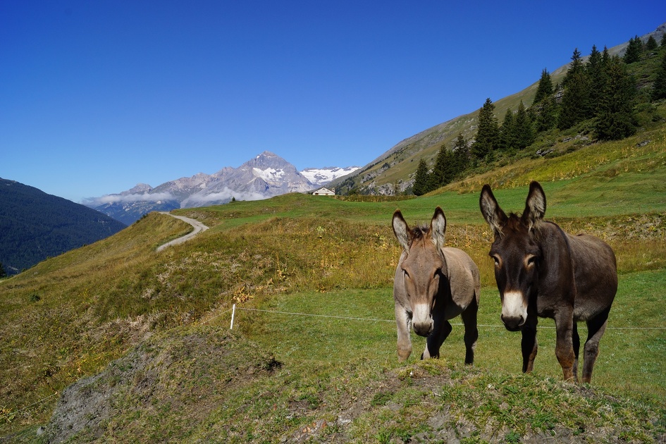 © Anes en Haute Maurienne Vanoise - OT Haute Maurienne Vanoise