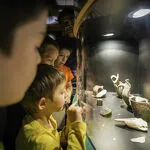 © Visite animée du musée - Dominique Rault