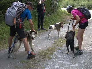 © val-cenis-ete-cani-randonnee_husky-adventure - Husky Adventure