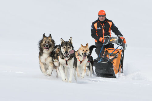 Husky Adventure - Ecole de sports de traîneau à chiens