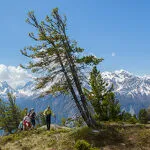 © Sortie accompagnée été avec Vanoise Pulsation Nature - © Jean-Yves PLOYER
