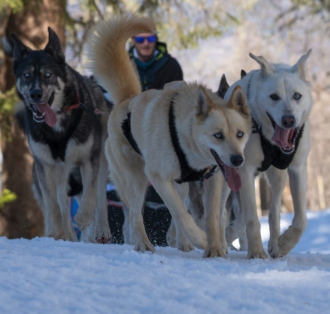Baptême en chiens de traineau à ValCenis