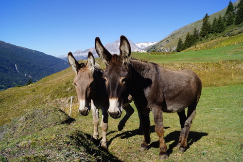 Diablot'ânes - randonnées avec ânes bâtés