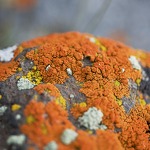 © Exposition permanente de minéraux et lichen à Val Cenis-Bramans - Pixabay