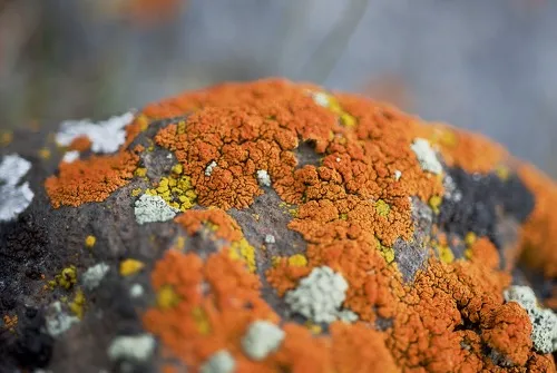 Mineral exposure, endemic lichens