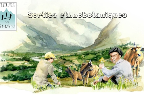 Fleurs des Shan
