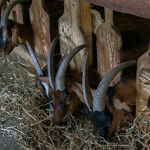 © La Ferme des Brebiquettes - OTI MONTAGNICIMES