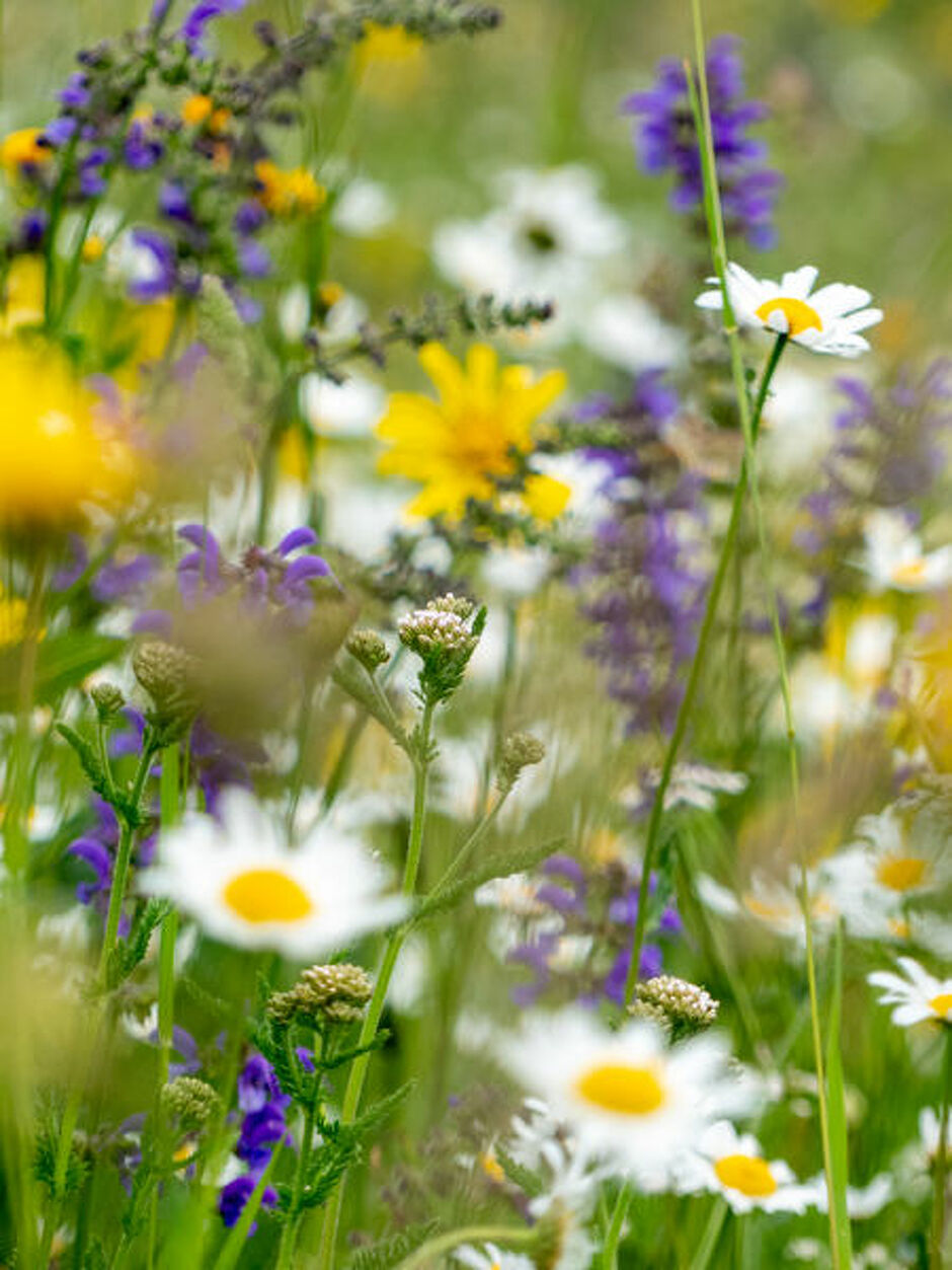 © fleurs de montagne - CCHMV APN