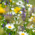 © fleurs de montagne - CCHMV APN
