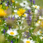 © fleurs de montagne - CCHMV APN