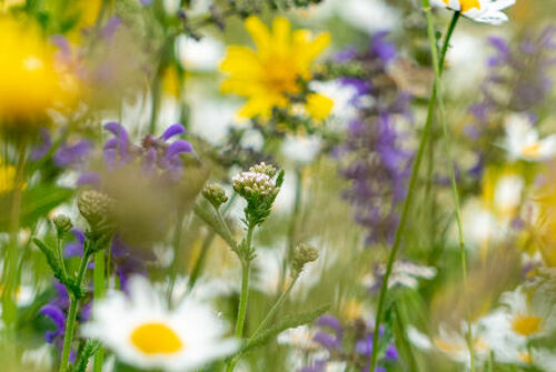 Sentier botanique à pied