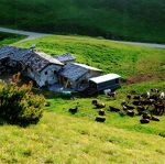 © Les Fromages de Chavière à Val Cenis-Termignon - Producteurs des Savoie