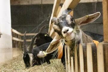 © Visite de la P'tite Ferme d'Antho - A.Jorcin