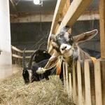 © Visite de la P'tite Ferme d'Antho - A.Jorcin