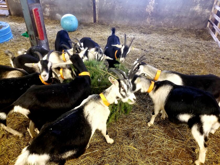 © Visite de la P'tite Ferme d'Antho - A.Jorcin