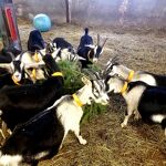 © Visite de la P'tite Ferme d'Antho - A.Jorcin