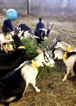 Découverte de la ferme et de nos chèvres des Savoie