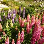 © Lupins - K.Mandray