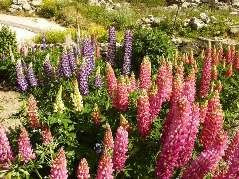 © Lupins - K.Mandray