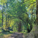 © Sentier sylvicole - CCHMV APN