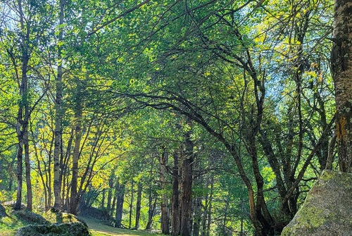 Sentier pédestre sylvicole