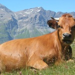 © Vache sur le chemin du fort de Ronce - K.Mandray