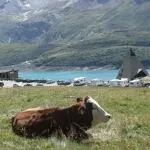 Taste on the farm: Gourmet discovery at Mont Cenis - © D. Dereani - Fondation Facim