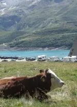 Taste on the farm: Gourmet discovery at Mont Cenis