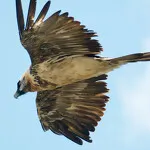 Waarnemingen van grote dakvogels" met het Vanoise Nationaal Park - Lammergier - PNV