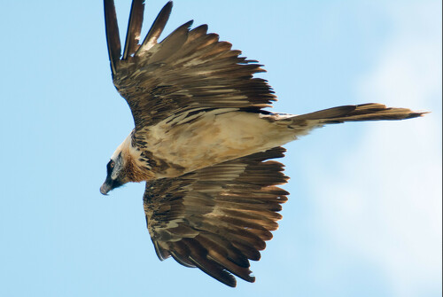 &quot;Observations of large birds of prey&quot; with the Vanoise National Park