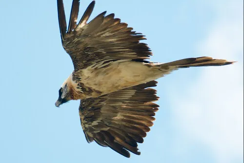 "Observations of large birds of prey" with the Vanoise National Park