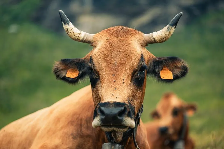 © vache Tarine - A.BDRD