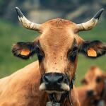 © vache Tarine - A.BDRD