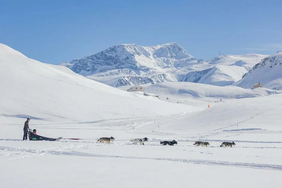 © Chiens de traîneau - Nils Louna