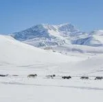 © Chiens de traîneau - Nils Louna