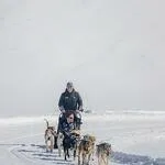 © Chiens de traîneau - Nils Louna