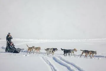 © Chiens de traîneau - Nils Louna