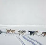 © Chiens de traîneau - Nils Louna