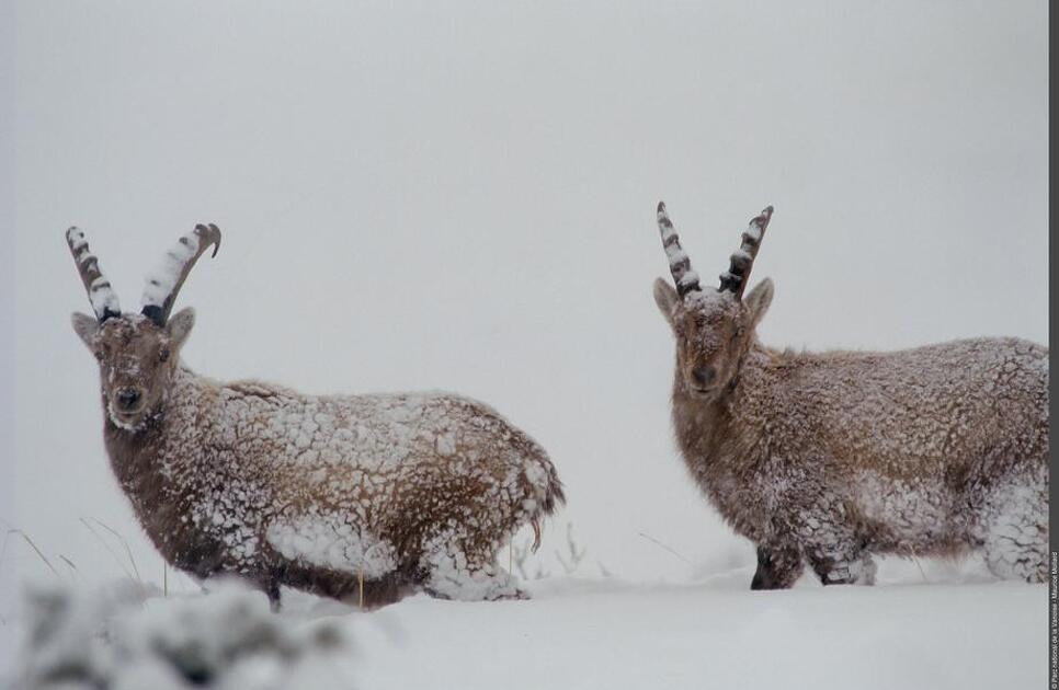 Point rencontre - Découverte de la faune en hiver -  Sardières_Val-Cenis