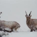 Point rencontre - Découverte de la faune en hiver -  Sardières_Val-Cenis