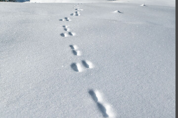 Point rencontre - Découverte de la faune en hiver -  Sardières_Val-Cenis