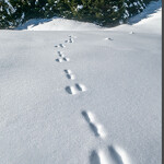 Point rencontre - Découverte de la faune en hiver -  Sardières_Val-Cenis