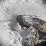 Point rencontre - Découverte de la faune en hiver -  Termignon_Val-Cenis