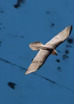 A la découverte des rapaces de Vanoise