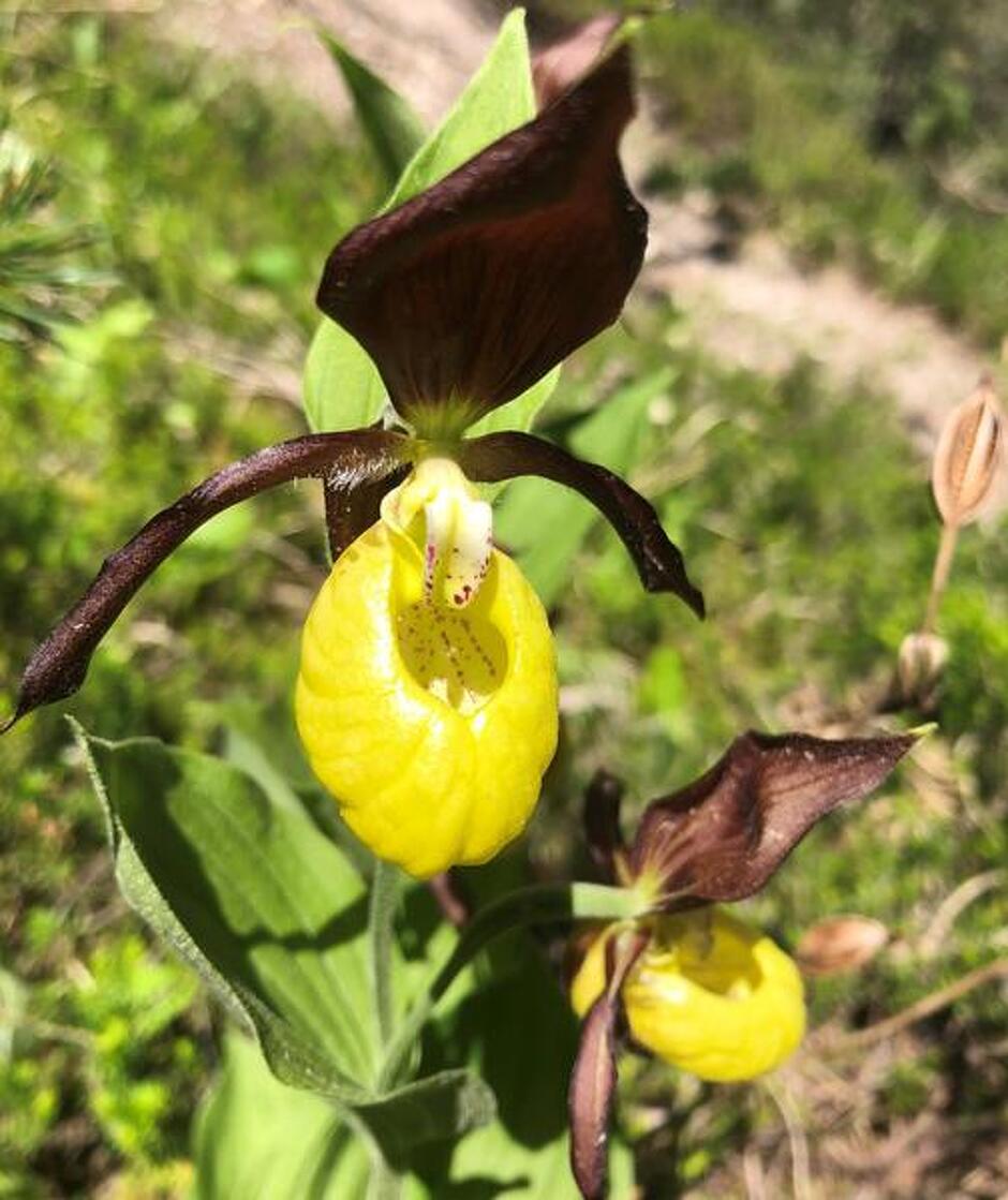 © La Voie des Plantes à Val Cenis-Termignon - OTHMV-ACF