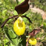 © La Voie des Plantes à Val Cenis-Termignon - OTHMV-ACF