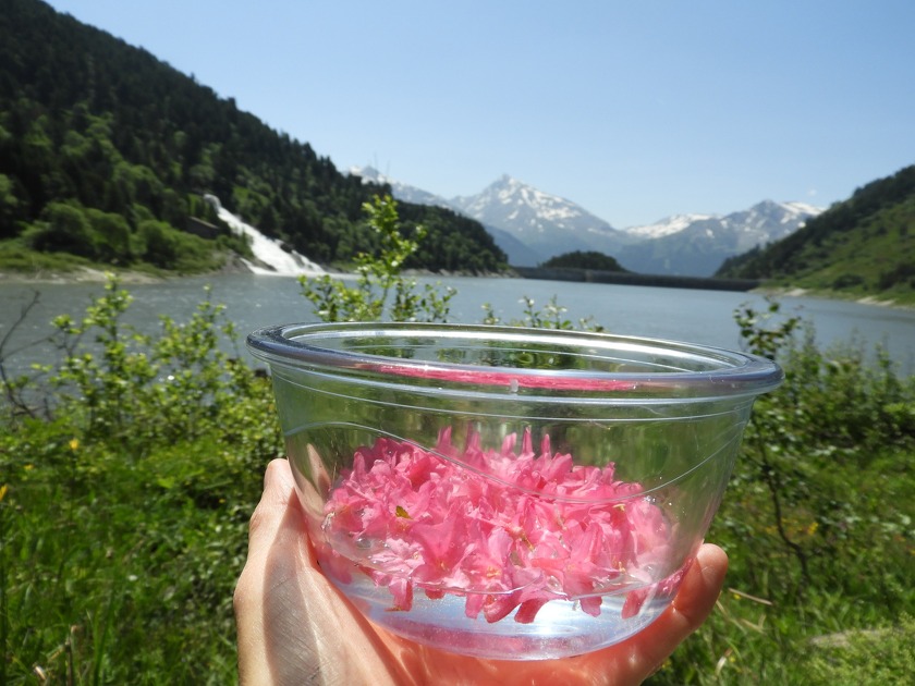 © Plantes alpines d'hier et d'aujourd'hui à Val Cenis-Lanslevillard - Marion Lett