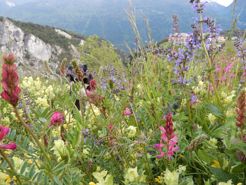 © Sortie ethnobotanique à Val Cenis-Bramans - Xavier Lett