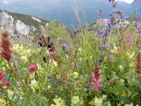 © Sortie ethnobotanique à Val Cenis-Bramans - Xavier Lett