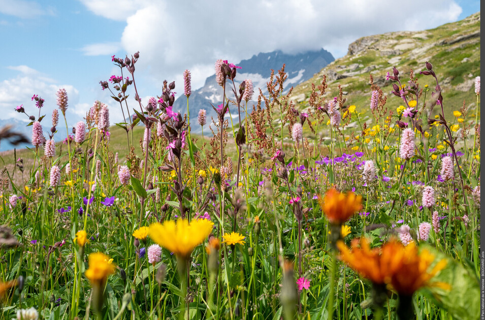 © A la découverte des fleurs - Power Flower !_Val-Cenis - PNV
